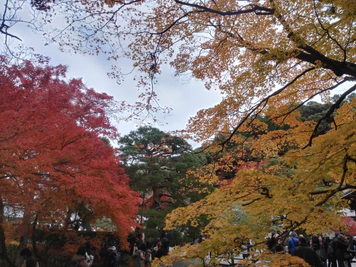 Fot 6. Agnieszka Kłos | Piękna jesień w Japonii
