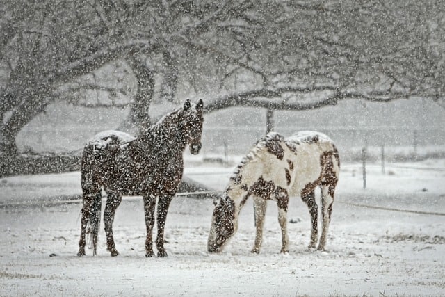 konie na śniegu